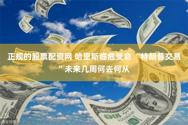 正规的股票配资网 哈里斯临危受命 “特朗普交易”未来几周何去何从